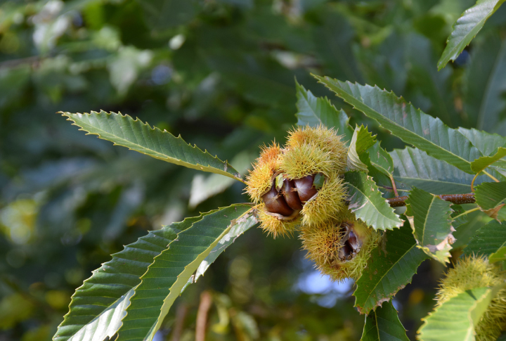 The return of the American chestnut tree in New York