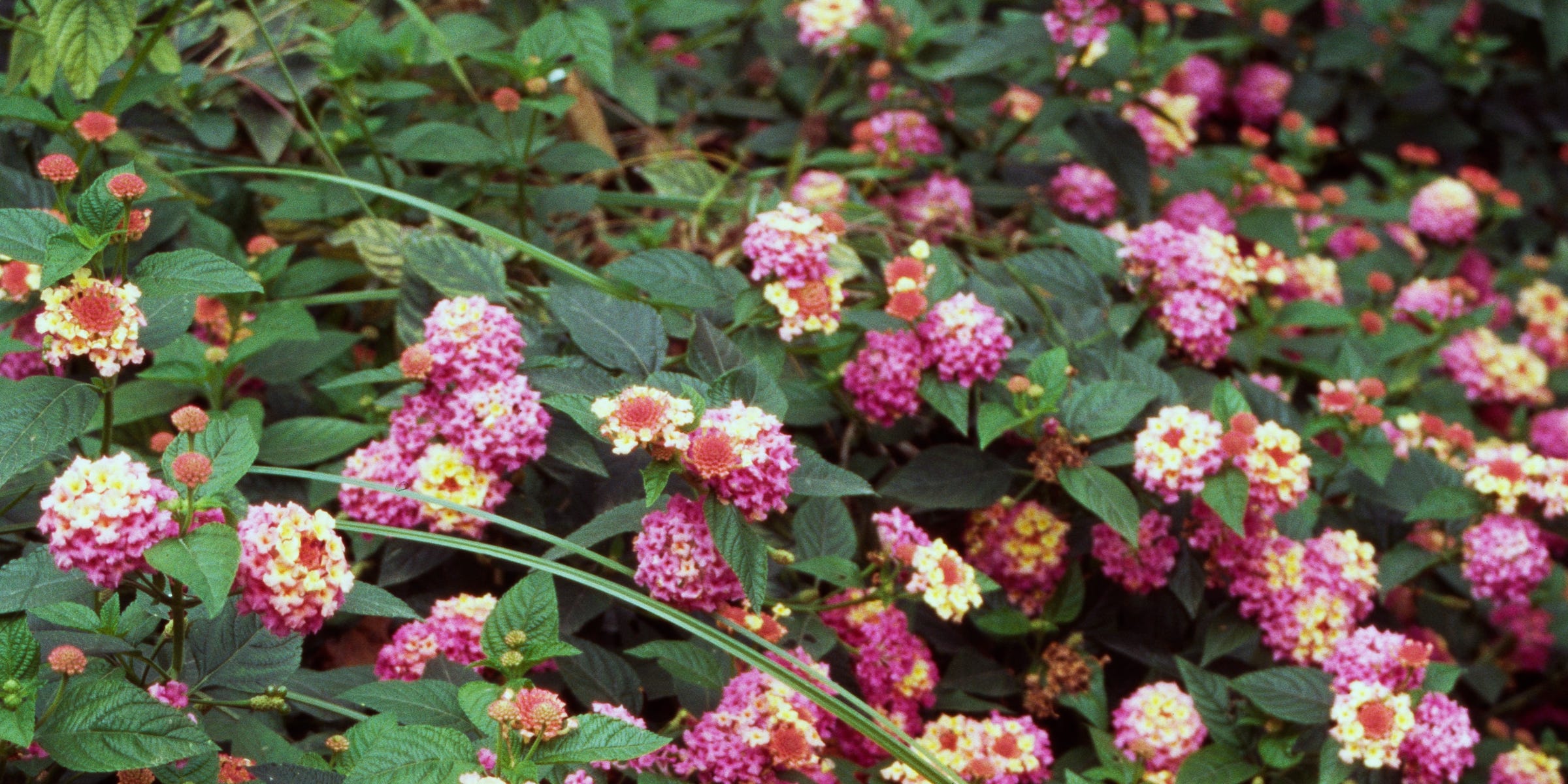 10 Heat-Resistant Plants for Summer