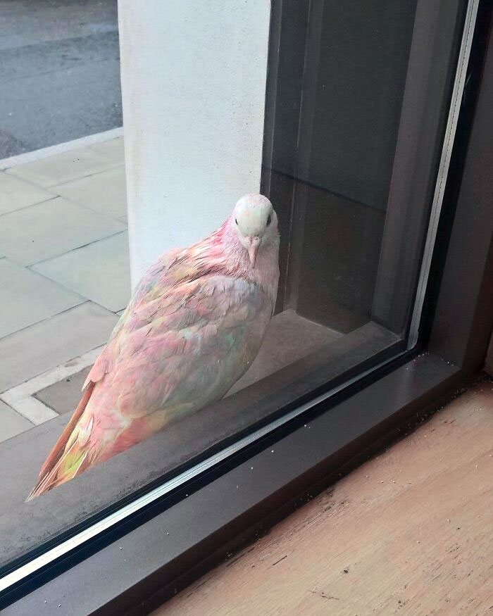 49 Pics That Show Countries Around The World Have Their Own Kinds Of “Pigeons”