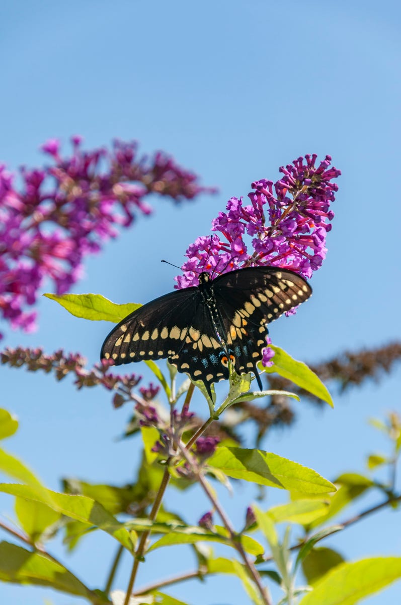 These Heat-Resistant Plants Can Handle Summer’s Hottest Days