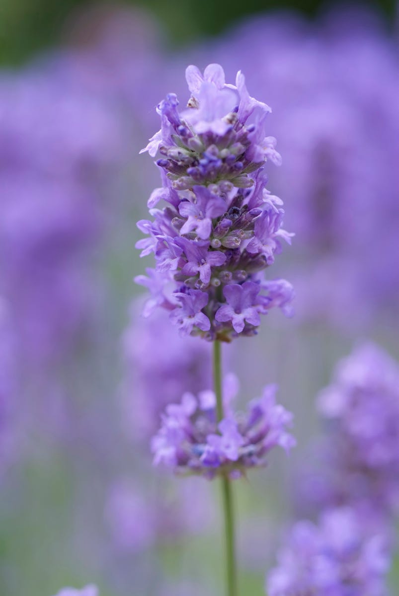These Heat-Resistant Plants Can Handle Summer’s Hottest Days