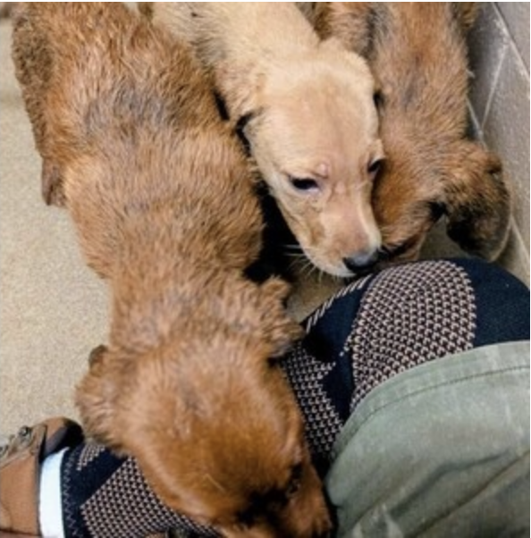 Three Puppies Were Found Trapped in a Plastic Bin. Then Authorities Made an Even Worse Discovery