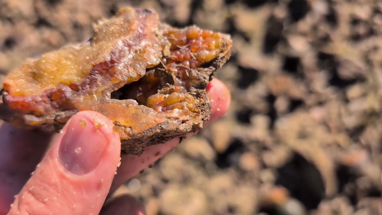 I explored an ancient river looking for fossil coral geodes and struck ...