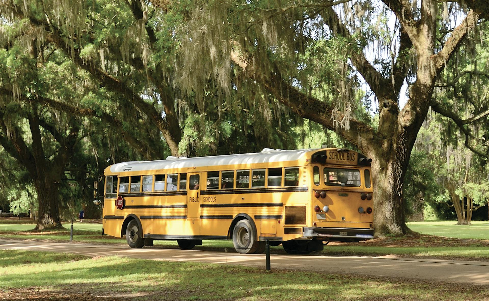 A yellow school bus is seen under large, leafy trees.