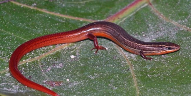 Florida Keys mole skink. Source: U.S. Fish and Wildlife Service