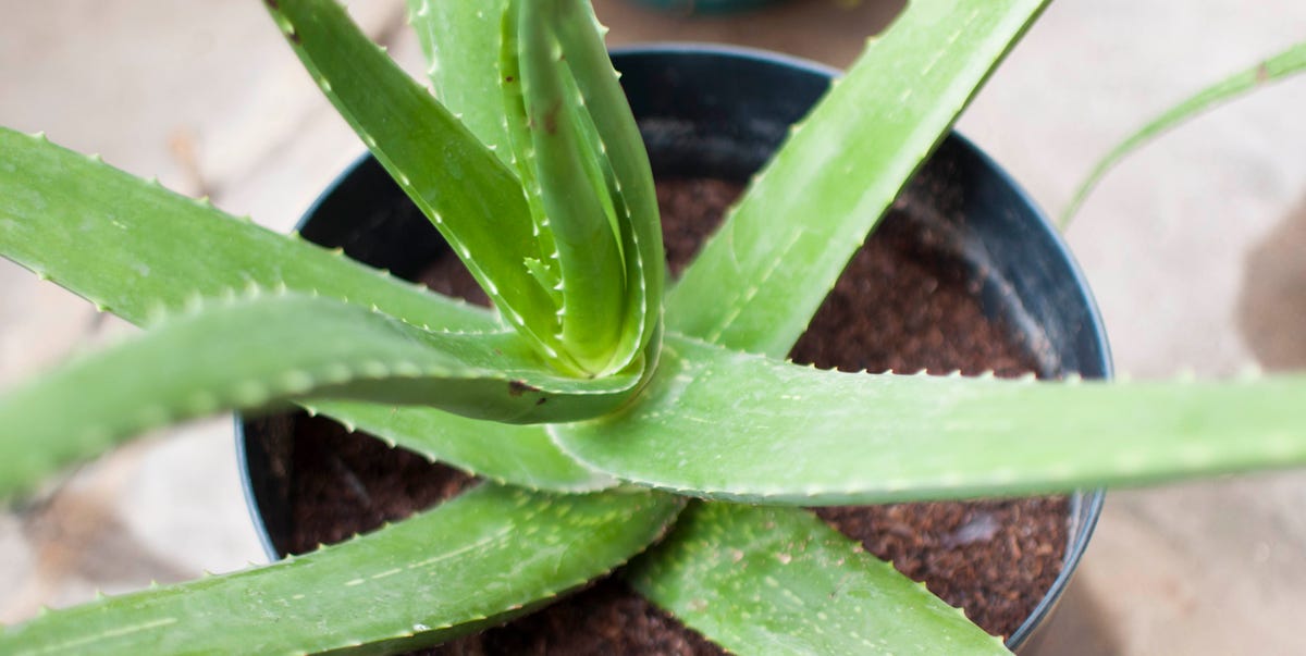 How to Grow and Care For Aloe Vera Plants