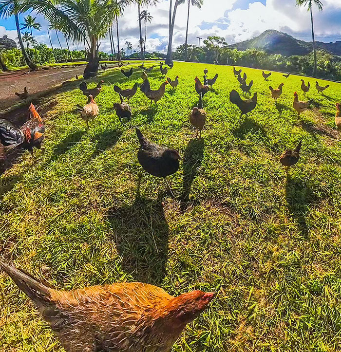 49 Pics That Show Countries Around The World Have Their Own Kinds Of “Pigeons”