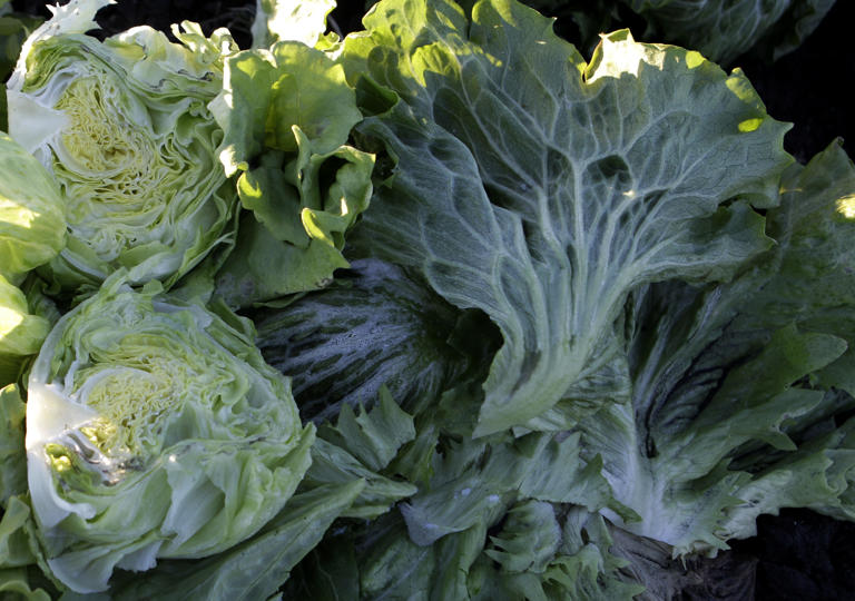 Taylor Farms still tied to cyclospora outbreak despite 'false positive ...