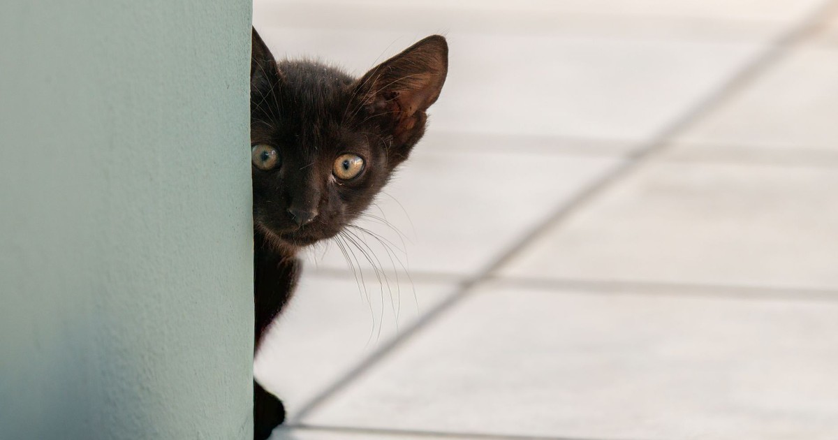 Black kitten cautiously peeking around a wall corner, indoors.