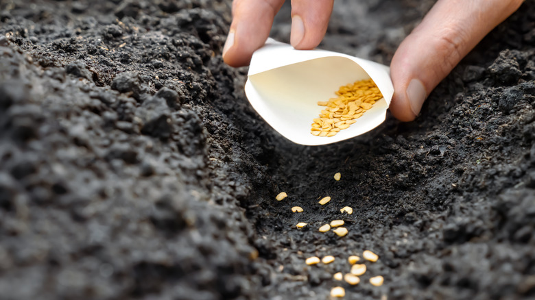 Planting seeds directly in the garden