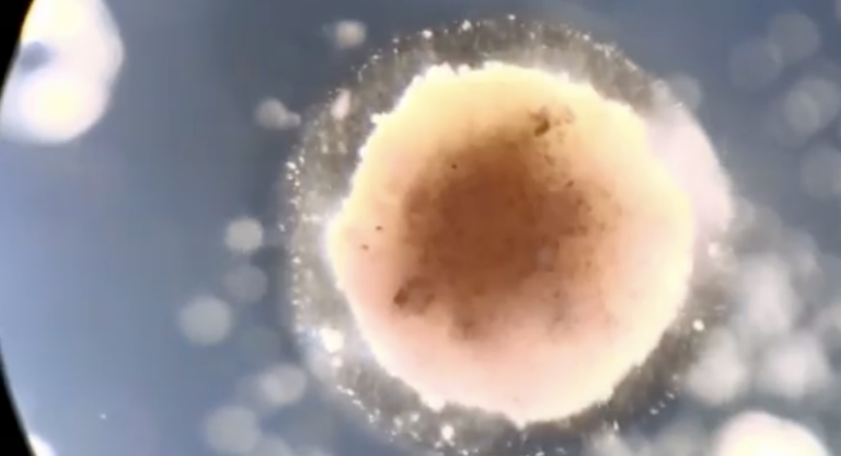 Scientists created the world’s first living robot