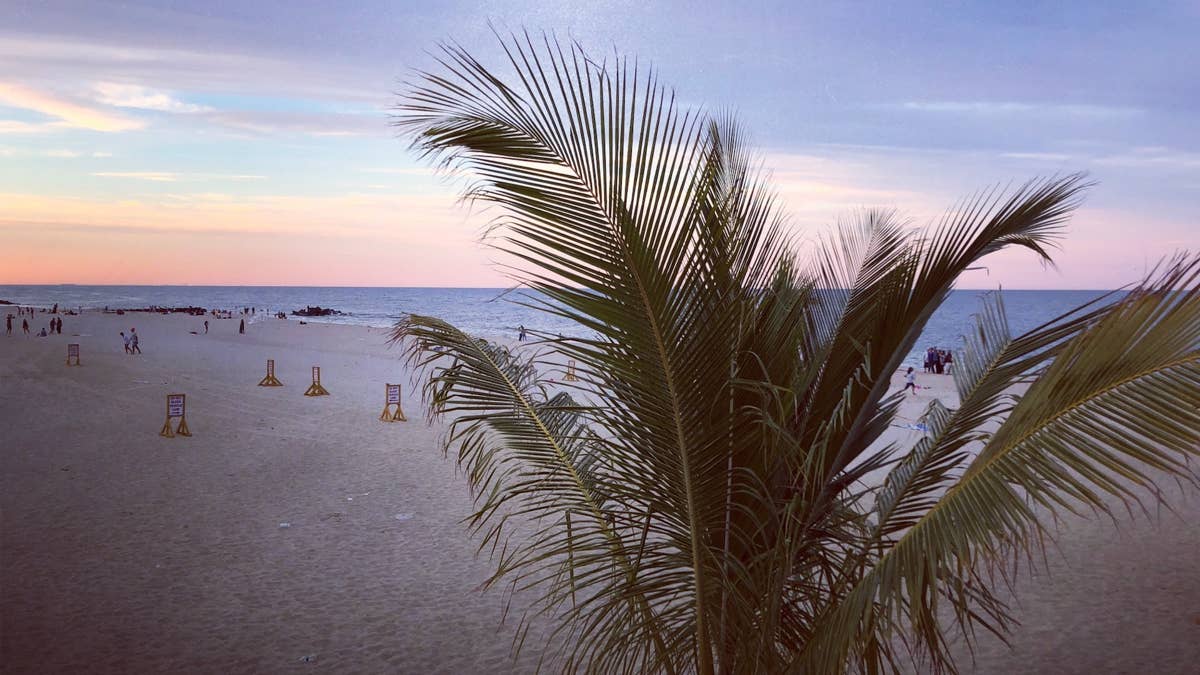 palm-trees-nj-beach