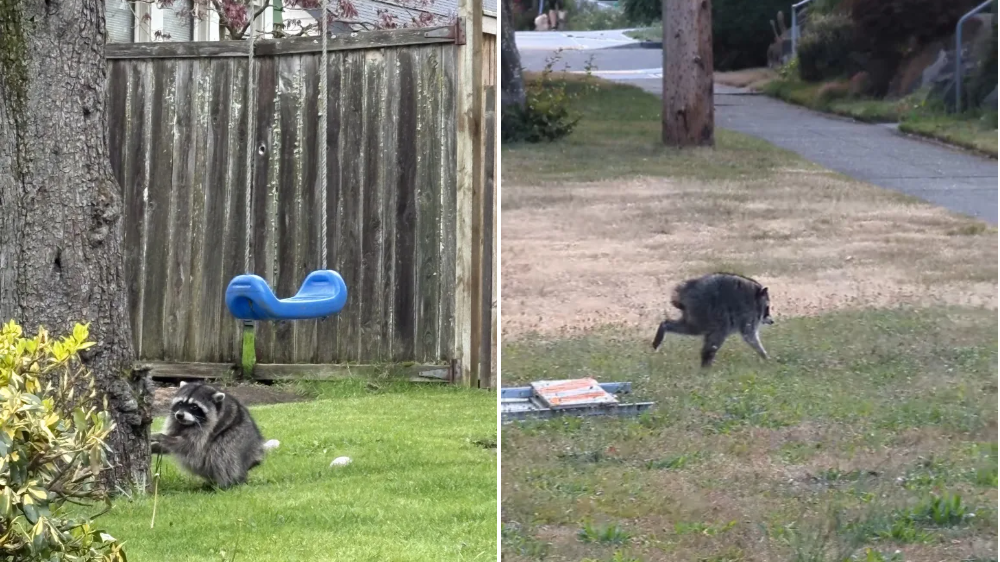 Composite image of Jimothy The Raccoon in Seattle