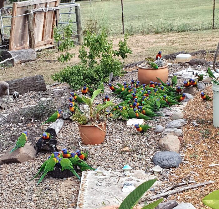 49 Pics That Show Countries Around The World Have Their Own Kinds Of “Pigeons”