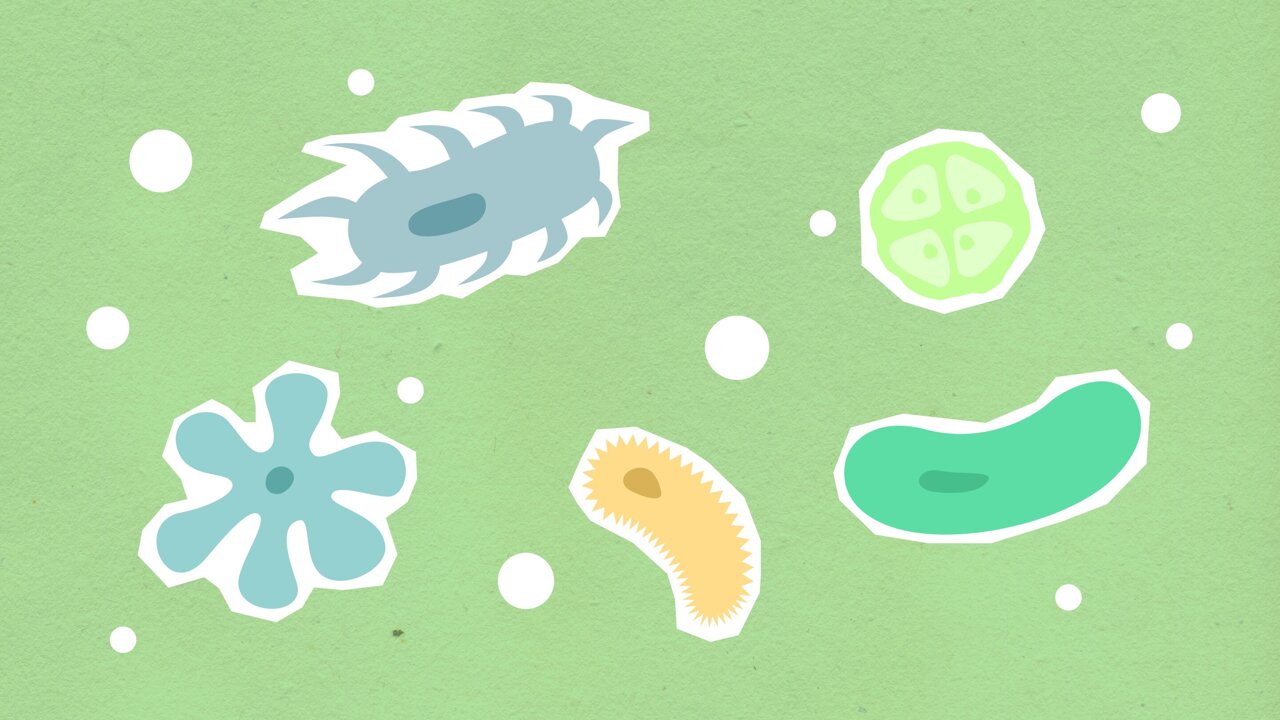 Greater nutrient variety can counterintuitively shrink microbial diversity, experiments reveal