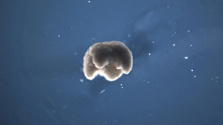 Scientists created the world’s first living robot