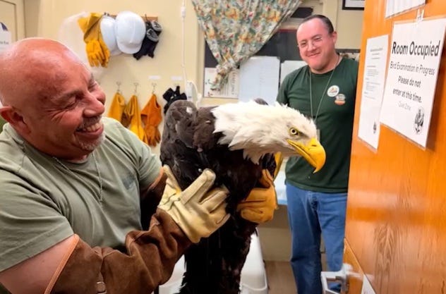 Rescued bald eagle in Big Bear is confirmed to be Jackie