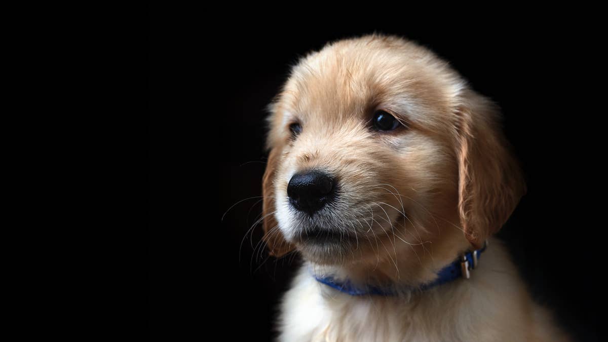 Golden Retriever Puppy's Tiny Battle With His Pajamas Is Too Cute