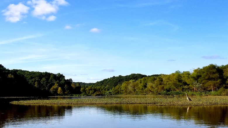 Wetlands with a grey heron hidden among shrubs in Crooked Creek State Recreation Area