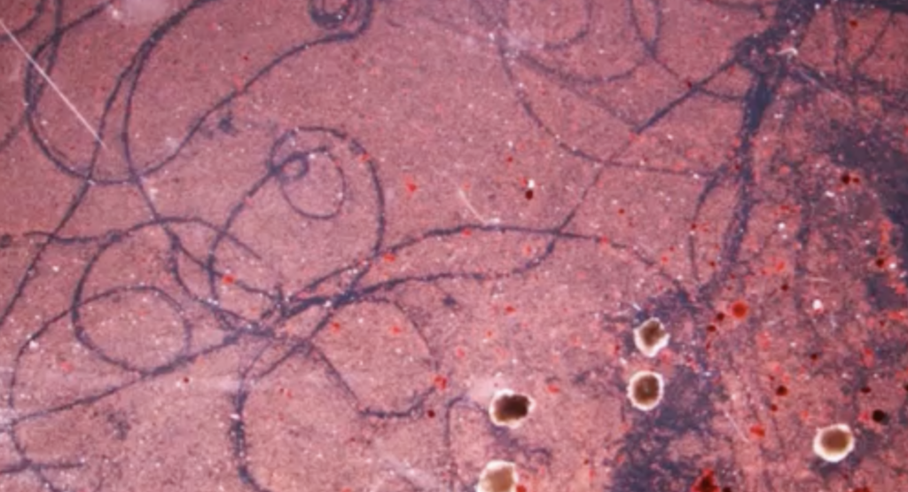 Scientists Created the World’s First Living Robot