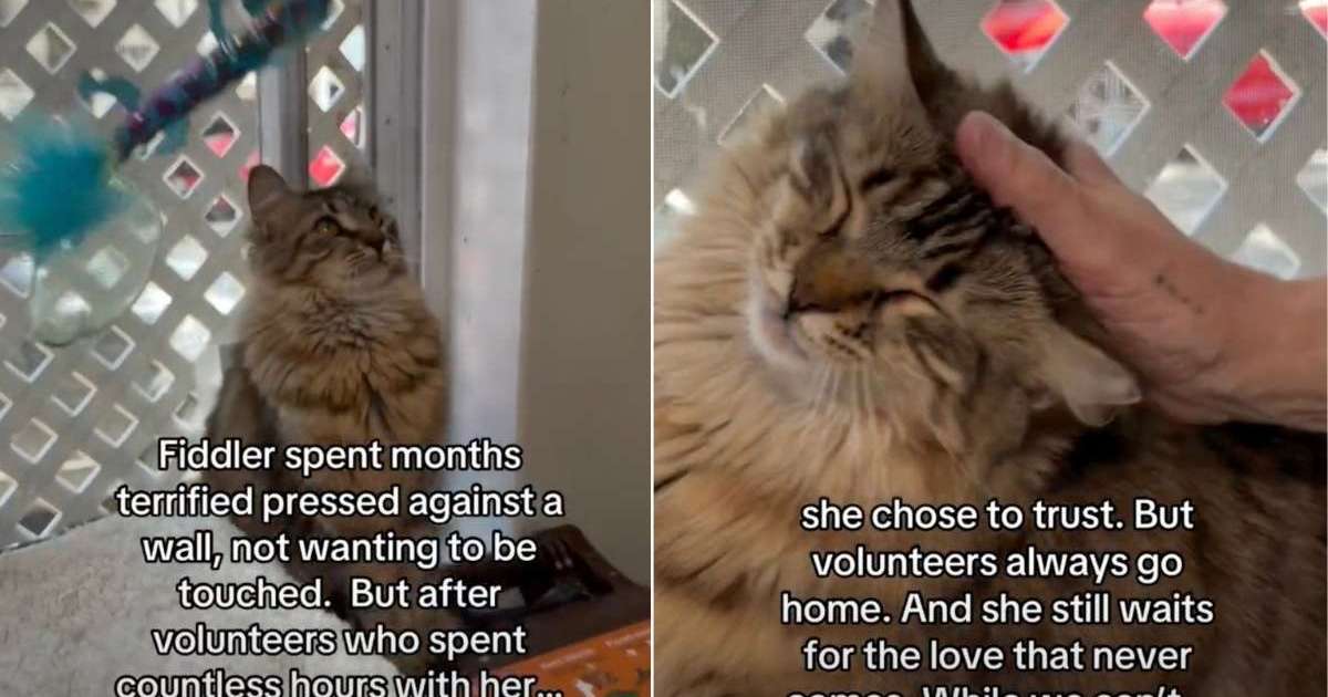 Shelter cat rescued from a storm 'waits for a love that never comes'