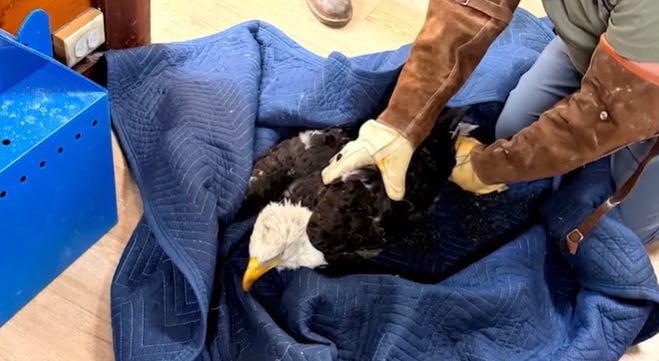 Rescued bald eagle in Big Bear is ‘likely Jackie,’ nonprofit said