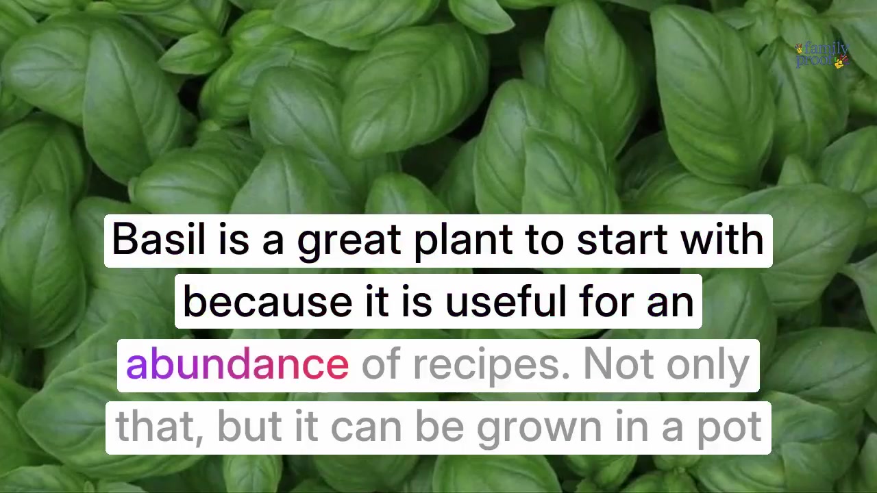 6 best plants for beginner gardeners to start with