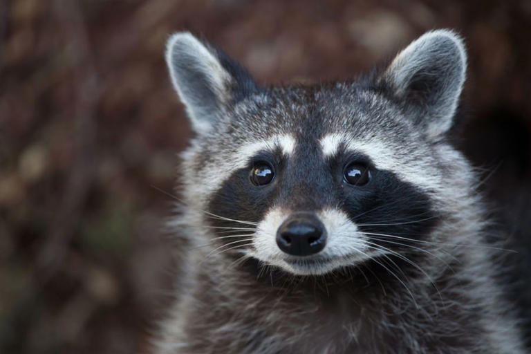 'Jimothy': Meet the raccoon taking Seattle and the internet by storm