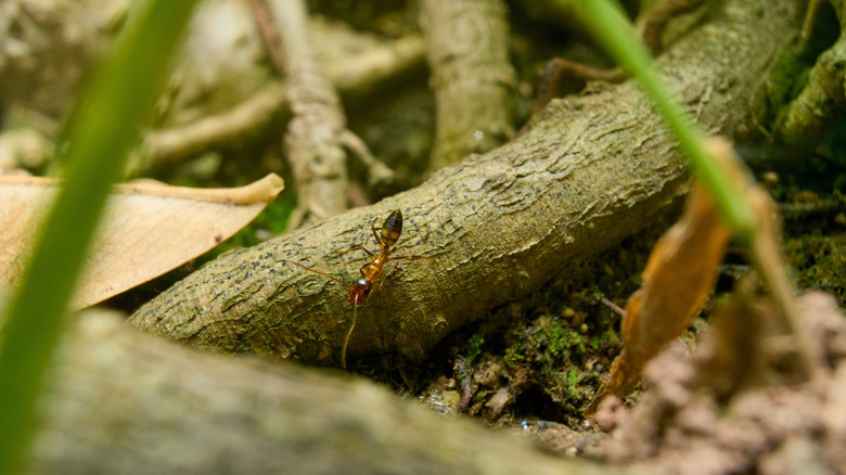 5 best ways to prevent ants from invading the roots of your plants