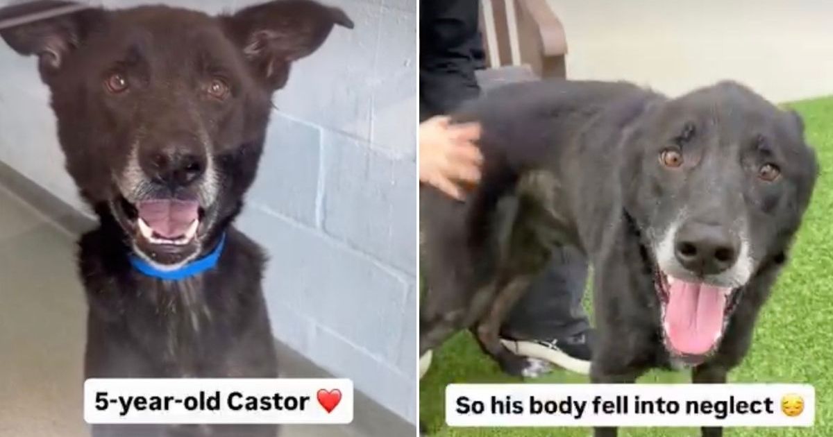 Service Dog Ends up at Shelter Waiting for a Home After Life Takes an Unexpected Turn