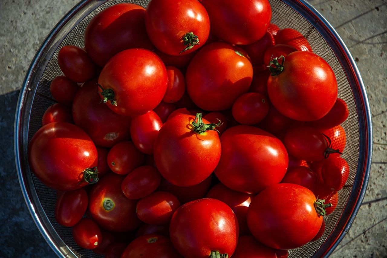 A colander filled with freshly harvested tomatoes