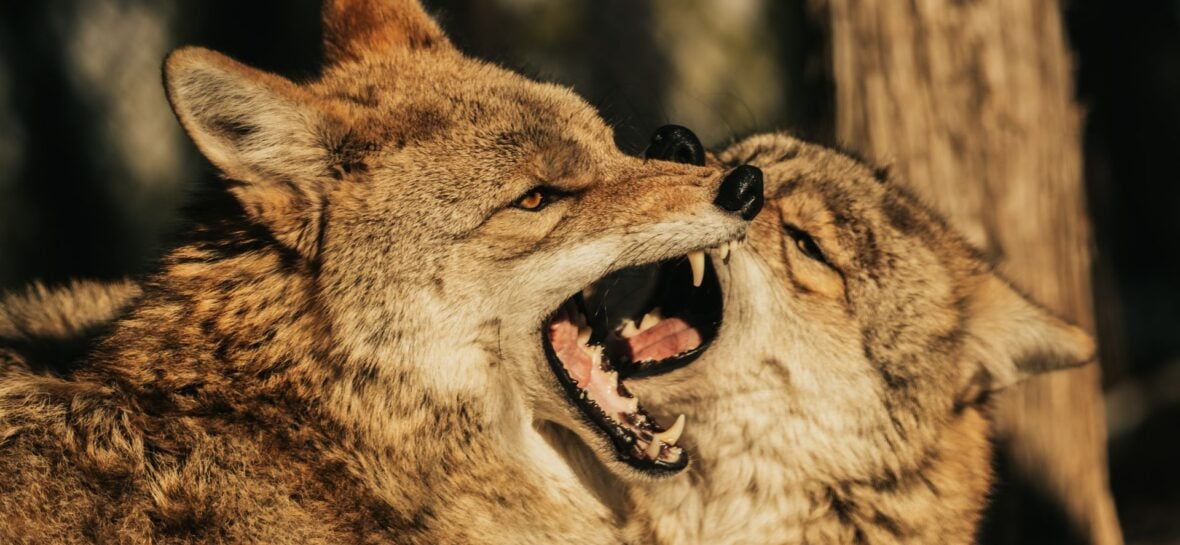 Coyote Family