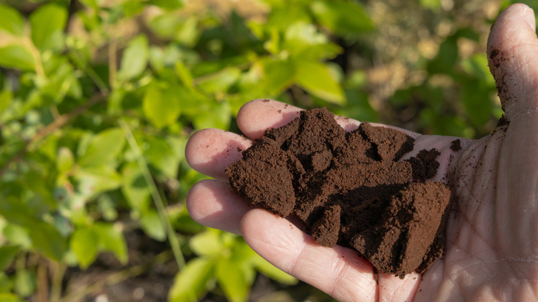 A hand holding coffee grounds with an out of focus garden in the background