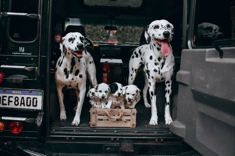Do dogs remember their puppies? This is what the American Kennel Club says