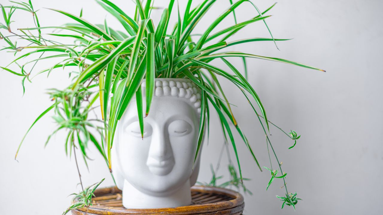 spider plant in a buddha head pot
