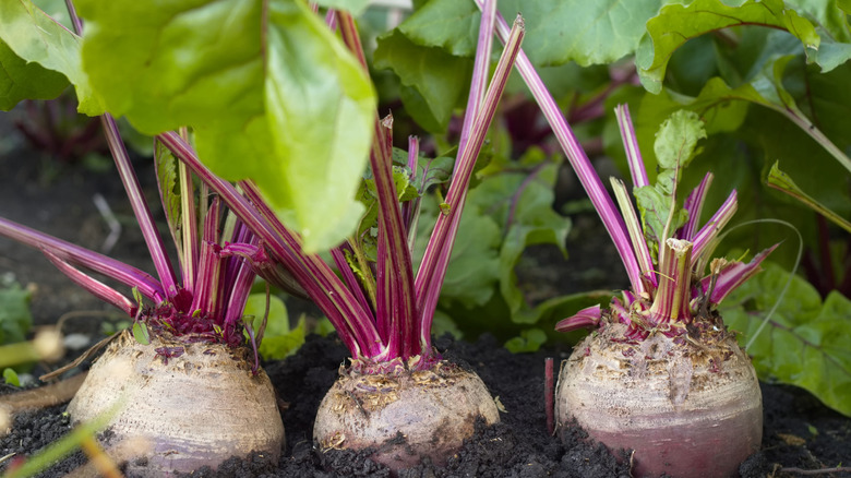 Root vegetables growing in the garden