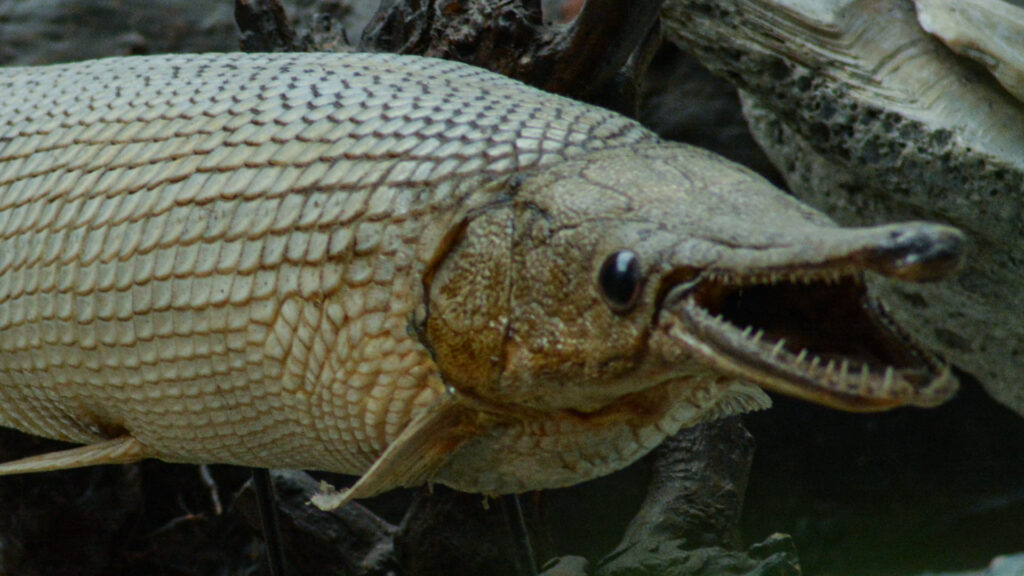 The Prehistoric Fish That Somehow Still Swims Our Rivers