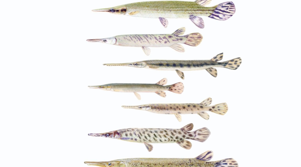 The Prehistoric Fish That Somehow Still Swims Our Rivers