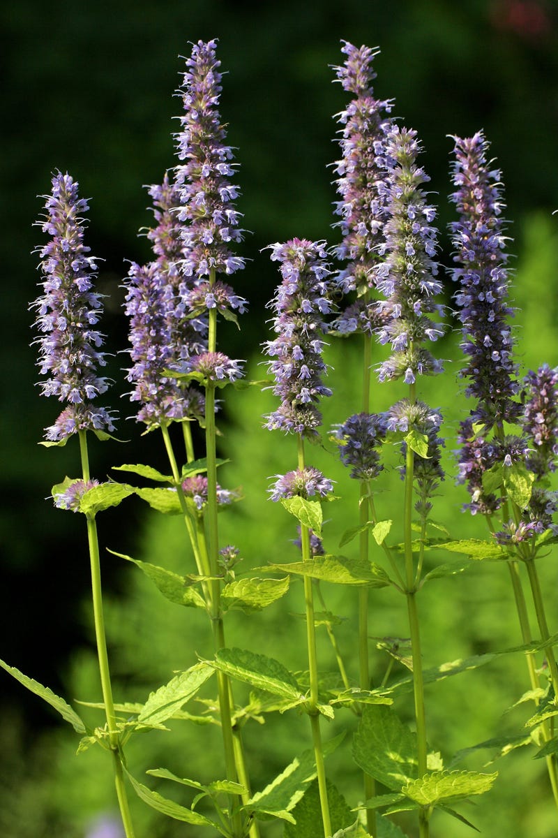 These Heat-Resistant Plants Can Handle Summer’s Hottest Days