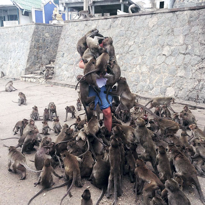 49 Pics That Show Countries Around The World Have Their Own Kinds Of “Pigeons”