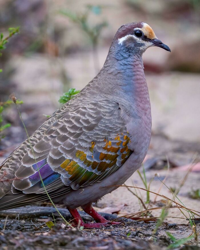 49 Pics That Show Countries Around The World Have Their Own Kinds Of “Pigeons”