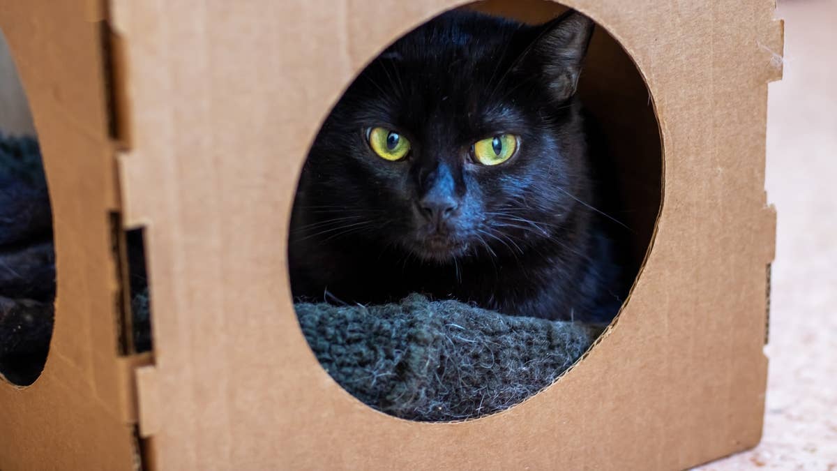 black-cat-in-box