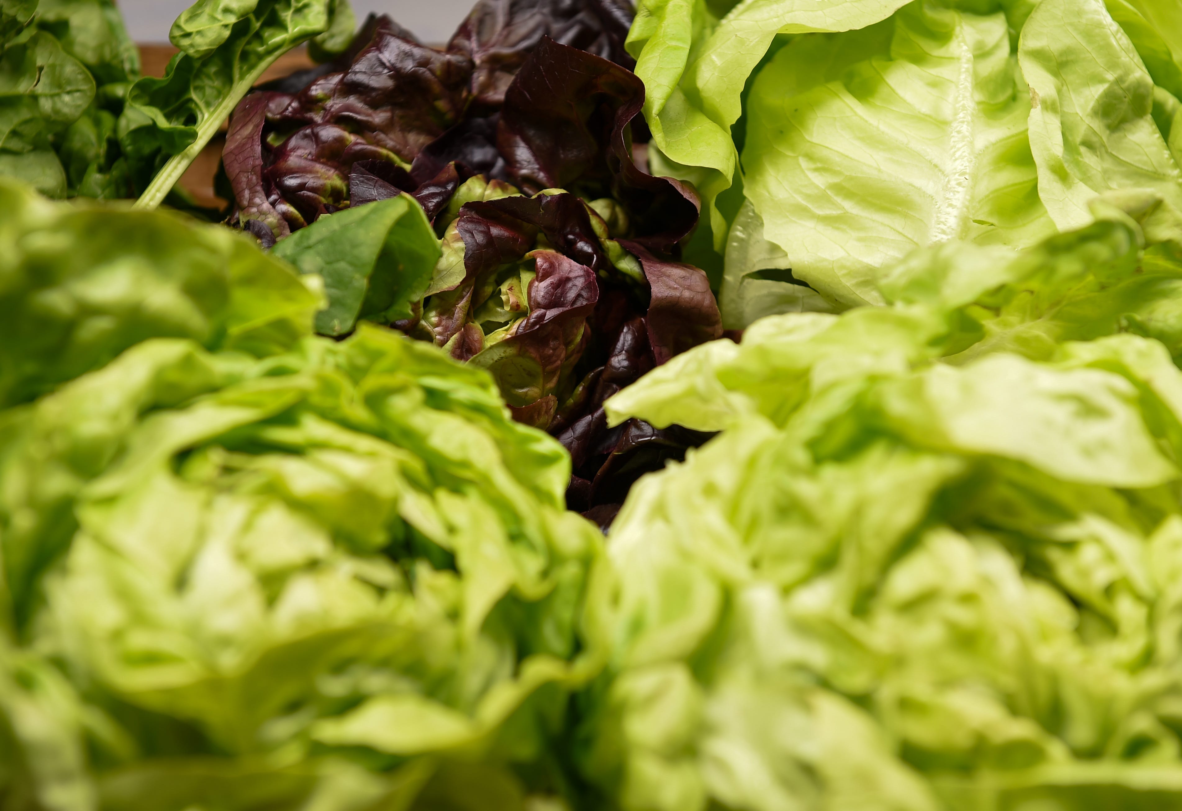 Lettuce on Feb. 5, 2026, in Frankford, Delaware.