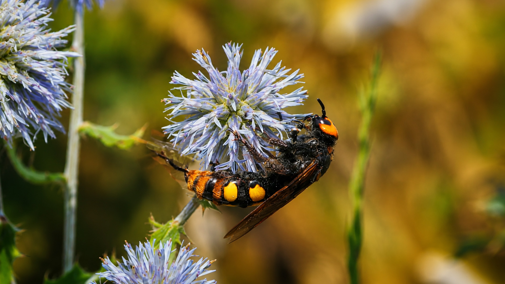 Una avispa curiosa aparece en una flor silvestre frente a una cámara oculta
