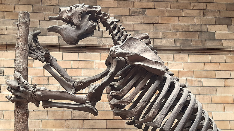 Skeletal remains of giant sloth at London Natural History Museum