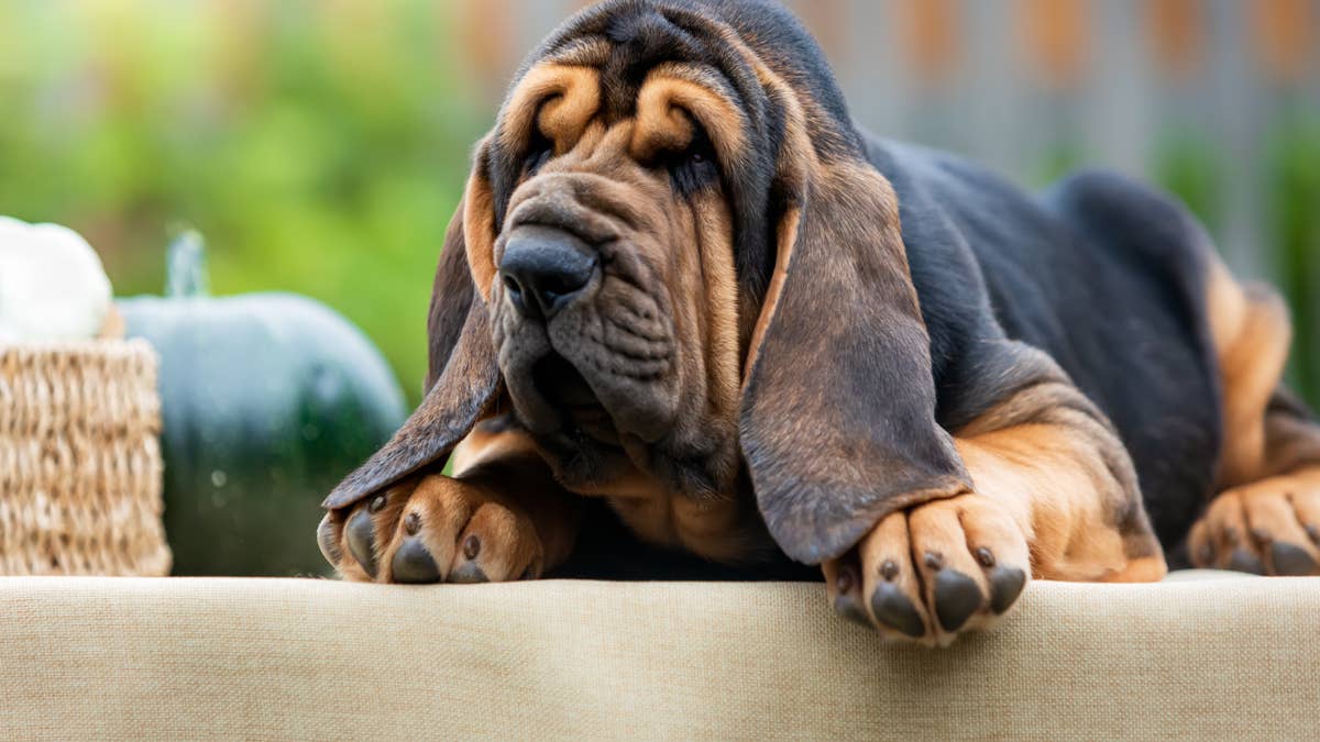 Bloodhound Puppy's Tiny 'Protest' Barks Over Kisses Sound Just Like a Chihuahua