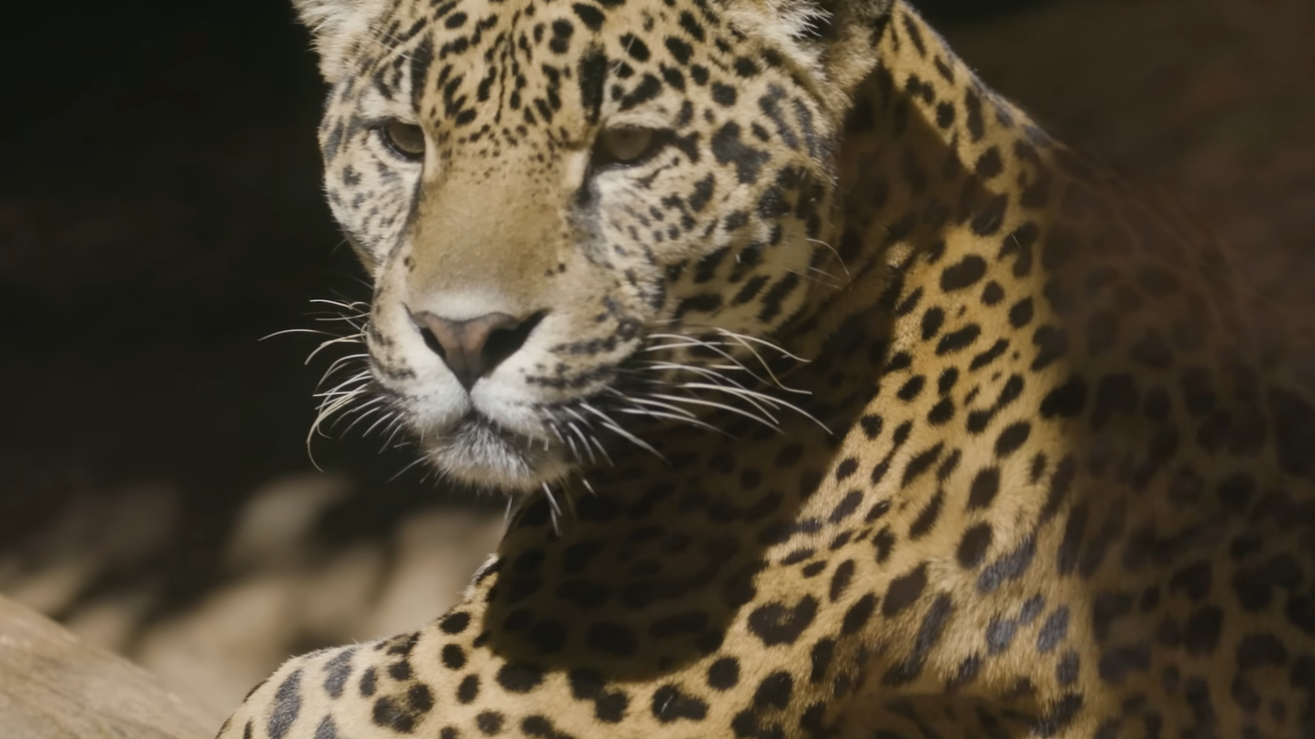 Watch what happens when a jaguar hunts his prey