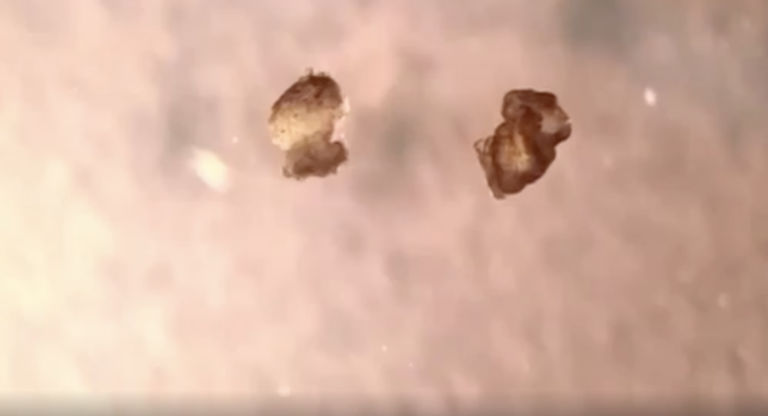 Scientists created the world’s first living robot