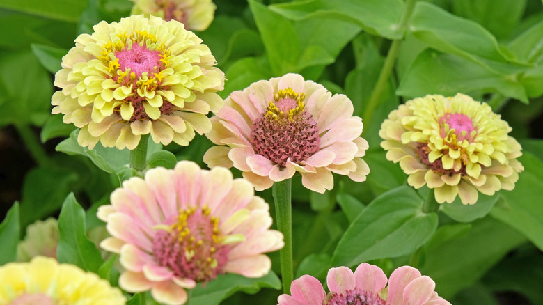 'Queen Lime Blush' zinnias thrive in a garden.