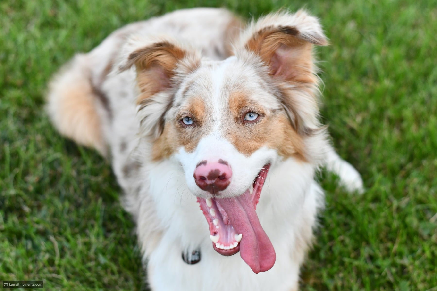 A veterinarian shares the dog breeds they would choose for their own home